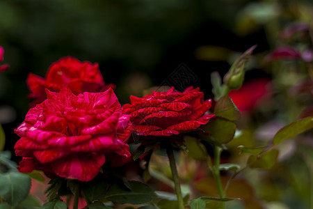 花园里美丽的红玫瑰 情人节或生日的玫瑰 红玫瑰香味疗法喜悦花瓣园艺香水植物学场地植物群植物图片
