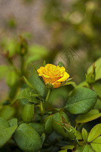 花园里有美丽的黄色玫瑰 情人节或生日的玫瑰花植物场地植物群香味疗法植物学芳香晴天园艺香水图片
