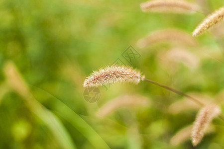 绿色草地海报长满蓬松草的草地 夏季春季自然景观 明信片横幅或海报的绿色风景背景树叶微距季节耳朵美丽花园植物绿色植物宏观阳光背景