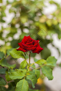 花园里美丽的红玫瑰 情人节或生日的玫瑰 红玫瑰疗法晴天压痛喜悦植物群香味植物香水花瓣园艺图片