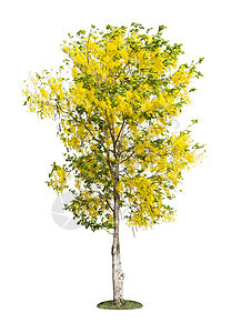 决明子瘘树或泰国的金雨国树植物群热带黄色金链花墙纸花瓣决明子植物淋浴植物学背景图片