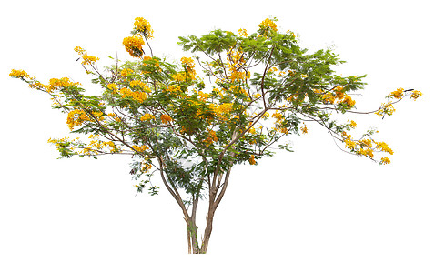 黄色秋叶决明子瘘树或泰国的金雨国树花瓣黄色金链花植物学花朵淋浴叶子植物植物群决明子背景