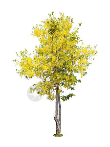决明子瘘树或泰国的金雨国树黄色国家决明子淋浴植物学花瓣花朵金链花植物群植物图片