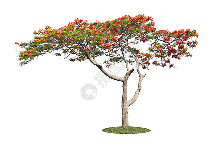 巴巴多斯光荣 孔雀花生长树干森林生态木头植物热带树木植物学花园图片