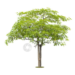 白色的新鲜绿树被隔绝植物学高度生活叶子生态热带树干环境阔叶生长图片