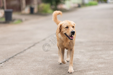 在路上行走的金色累河犬类哺乳动物黄色白色宠物朋友动物棕色乐趣公园图片