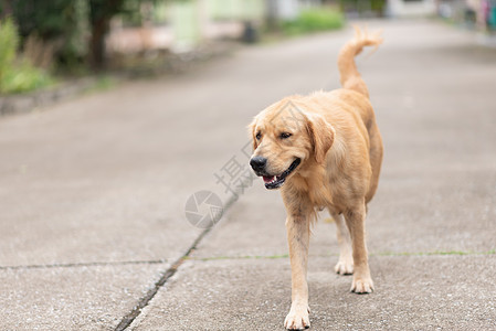 在路上行走的金色累河白色跑步乐趣哺乳动物犬类绿色朋友幸福动物猎犬图片