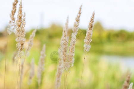 湖边的草 稻草 甘蔗种子 在蓝天和水的背景下 湖边的在风中摇晃小麦农场芦苇风光收成场地植物草地季节田园图片