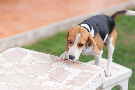 可爱小狗鸟的肖像绿色宠物毛皮公园犬类朋友白色鼻子猎犬动物图片