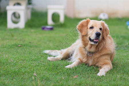 草坪上可爱狗犬金色回转盘肖像图片