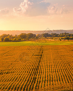 在日落或日出时 最顶端的景色是农业田地中小玉米的几行农田生长农场食物草地生产谷物晴天农村玉米地图片
