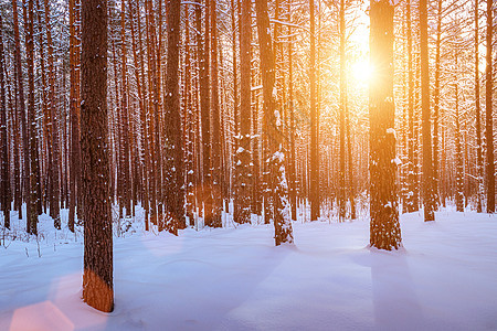 日落或日出在冬季的松林中 被雪覆盖着 一排松树干和阳光树干暴风雪松树天气雪景晴天森林白色场景风景图片