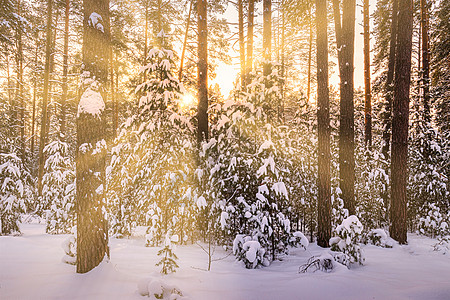 日落或日出在冬季的松林中 被雪覆盖着 一排松树干和阳光雪景森林风景林地针叶树松树木头天气白色暴风雪背景图片
