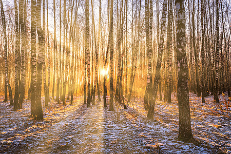 日落或日出在一片有冬季雪的树丛中 头一排长着太阳光线的树枝太阳射线桦木景观阳光冻结横梁季节农村场景图片