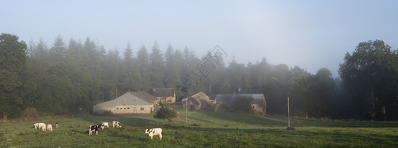 清晨雾中法国布里塔尼中心旧农场附近的荷尔斯坦小牛群图片