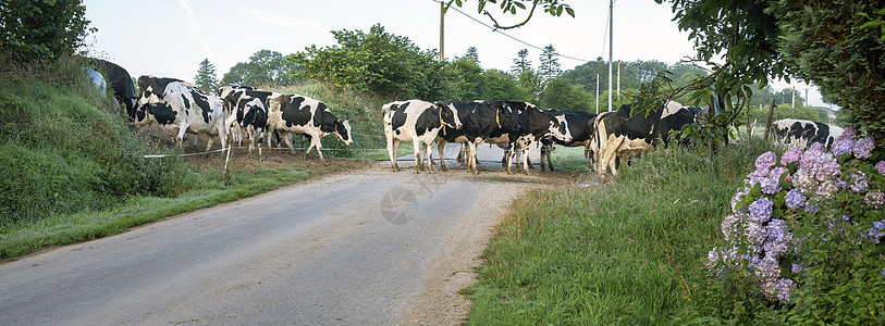 在法国自然公园附近的中央布赖塔尼山丘上发现有奶牛横越乡村公路图片