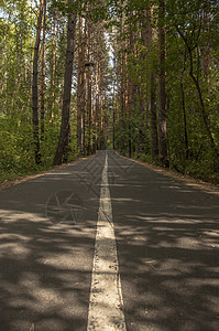 夏日横穿森林的有标志的斜坡路驾驶旅行树木沥青爬坡叶子木头农村小路环境图片