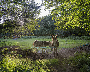 日落时两头驴子 在法国布瑞塔尼的树下图片