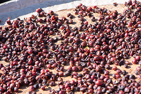 生咖啡豆在加工工厂外的筛子上被阳光照着自然暴露 然后烧烤过程 特写 真实生活 生活方式热带农业篮子农场制浆种植园浆果咖啡店太阳植图片