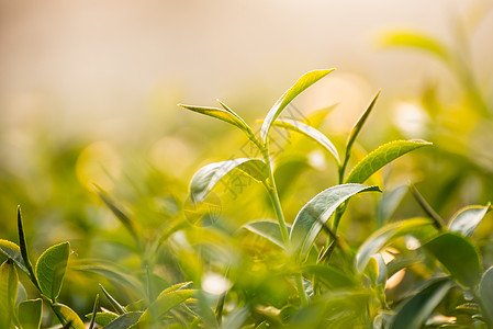 绿色茶叶和新鲜叶子 大自然绿色茶叶概念场景场地阳光农村天气农田生长财产宏观蔬菜图片