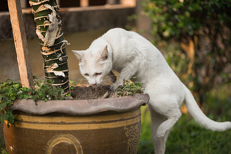 白猫肖像宠物猫科猫咪小猫眼睛绿色哺乳动物白色毛皮虎斑图片