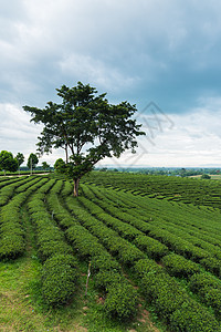 绿茶农场绿色茶叶背景旅行太阳戏剧性生长季节草地橙子种植园环境日落图片