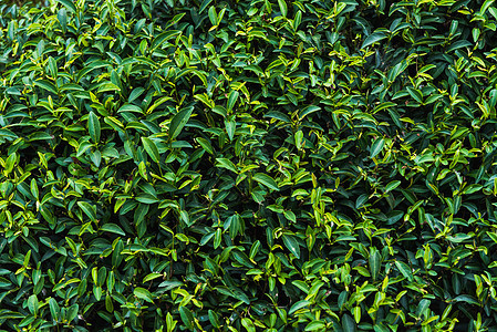 绿茶农场绿色茶叶背景生长花园植物公园环境叶子图片