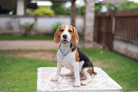 桌子上的小小比格尔肖像犬类白色棕色血统猎犬小狗哺乳动物宠物朋友动物图片