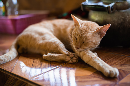 猫咪睡在桌上虎斑动物红色黄色小猫猫科动物说谎毛皮白色宠物图片