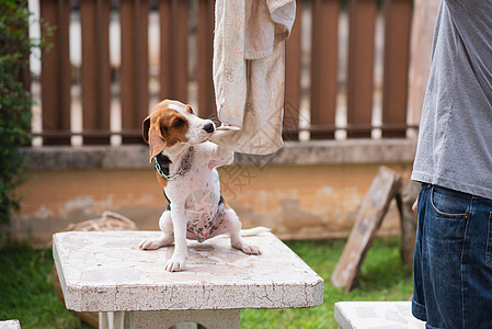 和他老板玩耍的可爱小狗鸟乐趣宠物绿色白色棕色猎犬犬类哺乳动物动物图片