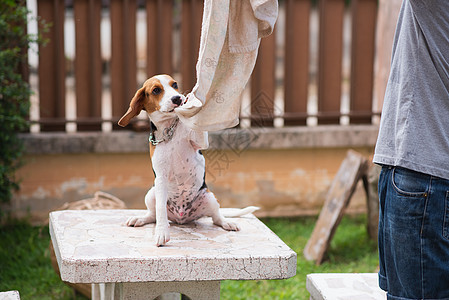 和他老板玩耍的可爱小狗鸟动物猎犬犬类绿色乐趣棕色宠物哺乳动物白色图片