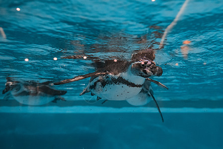 企鹅在水下潜水水族馆皇帝气泡生活蓝色野生动物飞溅动物荒野翅膀图片