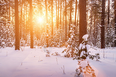 日落或日出在冬季的松林中 被雪覆盖着 一排松树干和阳光林地木头场景松树天气季节晴天树干风景针叶树图片