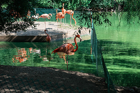 粉红火烈鸟在水中行走水池池塘动物园野生动物翅膀饲料橙子情调团体日光图片