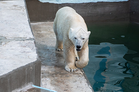 动物园中的北极熊猎人动物生物成人捕食者荒野冰山哺乳动物岩石蓝色图片