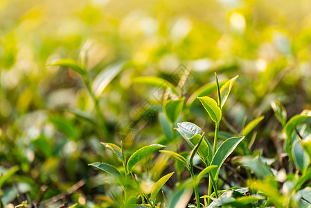 绿色茶叶和新鲜叶子 大自然绿色茶叶概念蔬菜种植园农村天空热带草本植物天气生长农场财产图片