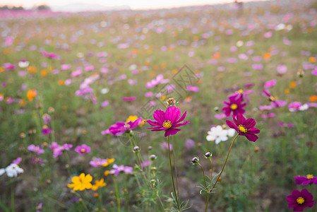 在日落的田野日落上 花朵在平衡时图片