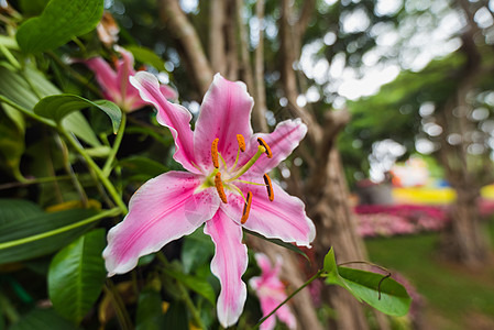 园中百花的紧闭图片