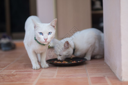 食用可爱的白猫图片