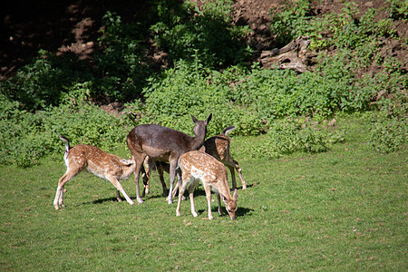 森林边边缘的鹿草地阳光树木群居绿色雄鹿棕色反刍动物空地动物图片