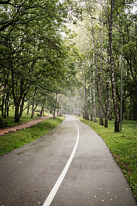 绿迷雾林道路图片