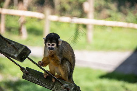 松鼠猴子攀爬棕色小动物树枝叶子灵长类黄色分支机构绿色新世界动物图片