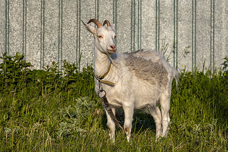 山羊在绿色的夏日草原边景配种场景喇叭饲养牧场毛皮农场农业食草头发图片