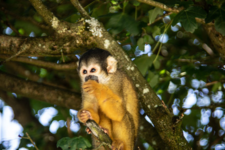 松鼠猴子攀爬黄色鼻子树枝绿色新世界叶子动物灵长类棕色毛皮图片