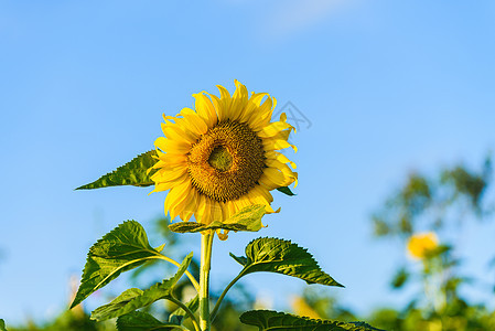 向日葵清晨日出草地农场叶子植物国家场景太阳种子蓝色植物学图片