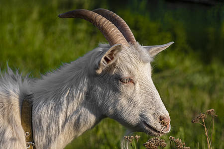山羊在绿色的夏日草原边景农业草地毛皮野生动物头发喇叭国家哺乳动物农场背景图片