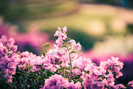 九重葛花 vintag紫色灌木植物植物群装饰白色紫红色花园热带粉色图片