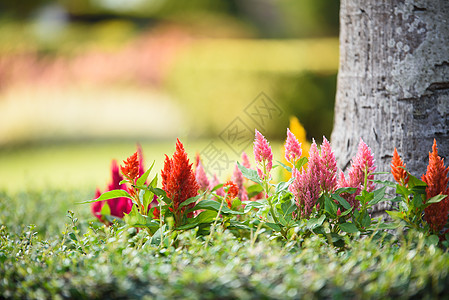 花朵多彩紫色栽培橙子羊毛花园鸡冠团体植物学鸡冠花植物群图片