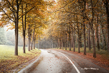 秋季森林中途径阳光人行道橙子季节太阳树木环境木头小路图片