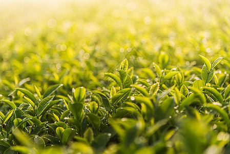 绿茶和新鲜叶子场地热带阳光草本植物高地种植园生长农田天空植物图片